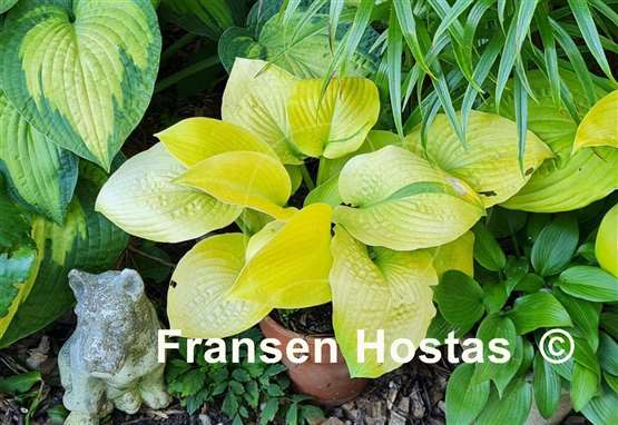 Hosta White Vision